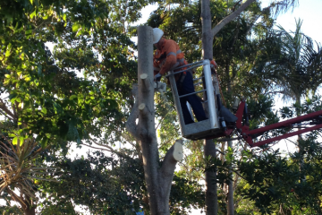 Tree Removal