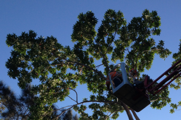 Tree Surgery & Pruning